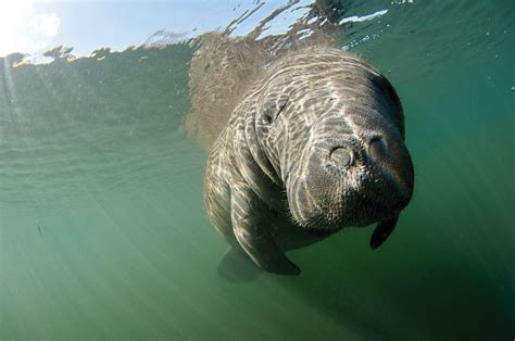 Florida Manatee Population Reaches Record Highs | Sarasota Magazine