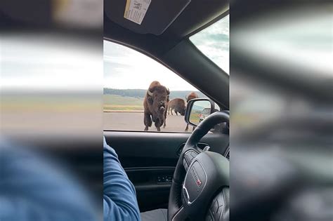 Watch a Driver in Yellowstone Get Yelled at by an Angry Bison