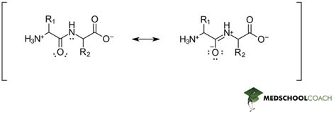 Peptide Bonds – MCAT Biochemistry | MedSchoolCoach