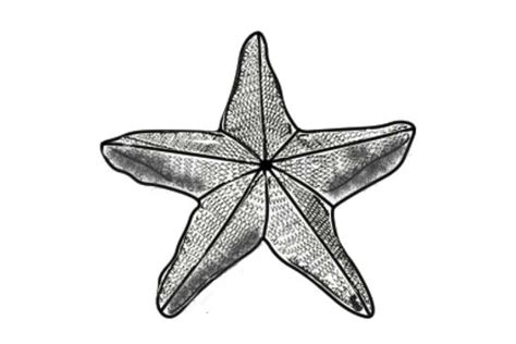 Starfish Drawing: Easy, Realistic, Cute and Simple