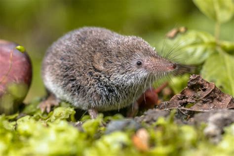 "Pygmy Shrew" Images – Browse 61 Stock Photos, Vectors, and Video | Adobe Stock