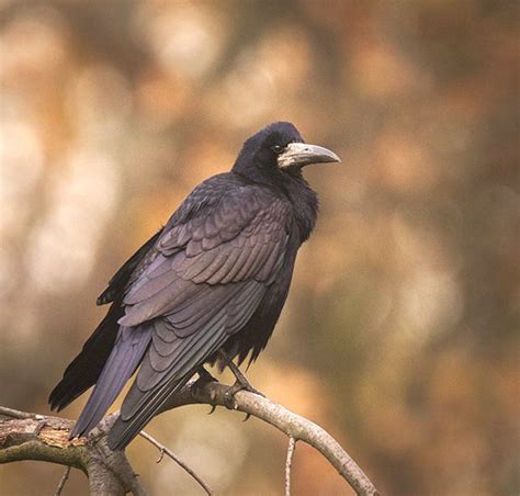 Rook | Rook (Corvus frugilegus) perched on a branch. Gawron … | Flickr