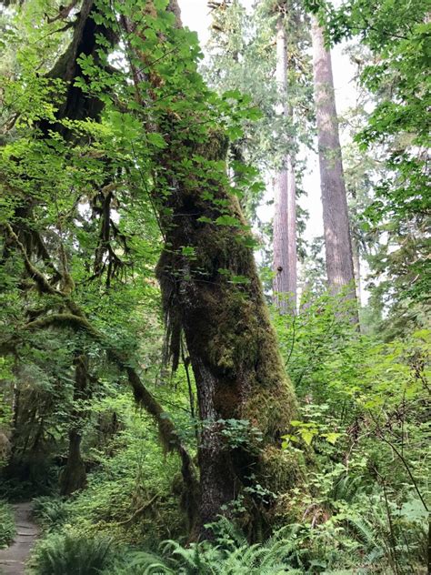 Easy Hoh Rainforest Hikes in Olympic National Park • Making Family Travel Manageable