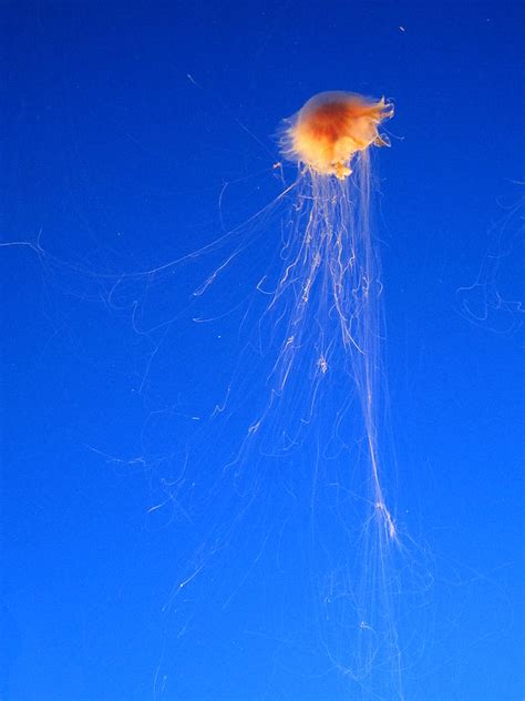 Sea Nettle Jellyfish Photograph by Casey Barnett