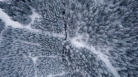 Wallpaper forest, snow, aerial view, trees, winter hd, picture, image