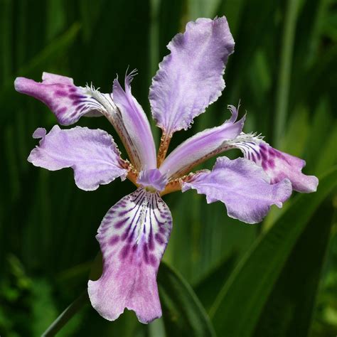 Iris milesii #1 | Best viewed @ large size Himalayas of NW I… | Flickr