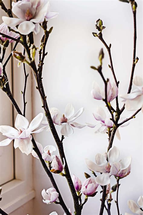 Download Aesthetic Indoor Yulan Magnolia Flower Plant Wallpaper | Wallpapers.com