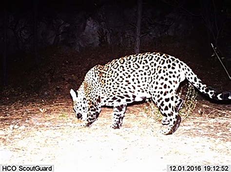 Photographed jaguar is newcomer to Arizona | Sonoran News