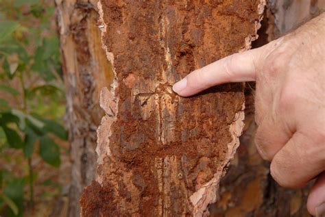 Pine bark beetles taking advantage of drought | Mississippi State University Extension Service