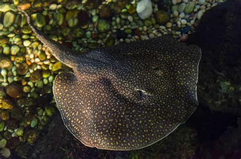 Freshwater Stingray: A Care Guide For This Impressive Species