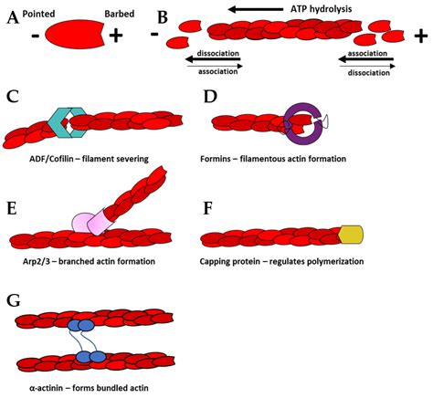 Actin Filaments In A Cell