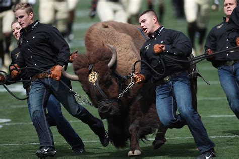 Colorado’s live mascot Ralphie V to retire | The Seattle Times