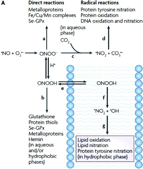 Fates of Peroxynitrite. Peroxynitrite can mediate direct or indirect... | Download Scientific ...