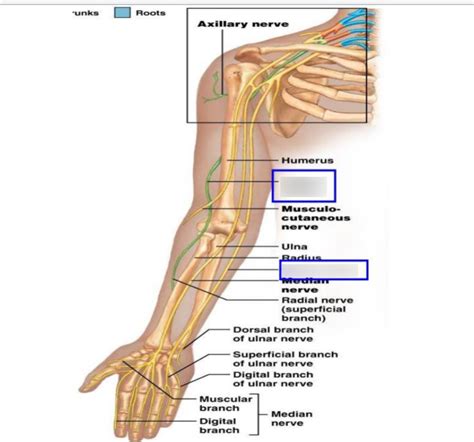 Lab #9: Brachial Plexus Nerves (anterior view of arm) Diagram | Quizlet