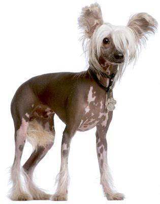 5 Things to Know About Chinese Crested Dogs - Petful