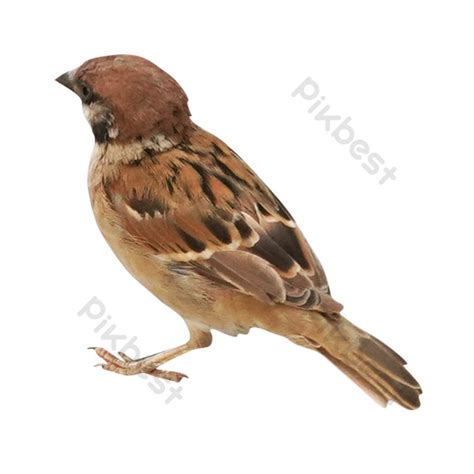 Sparrow Birds PNG Images | RAW Free Download - Pikbest