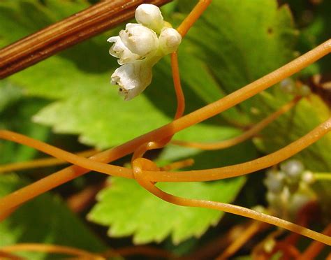 Cuscuta gronovii (common dodder): Go Botany