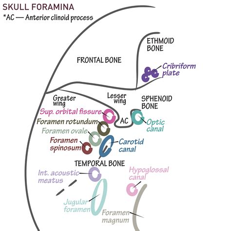 Gross Anatomy Glossary: Skull Foramina & Cranial Fossa | ditki medical & biological sciences