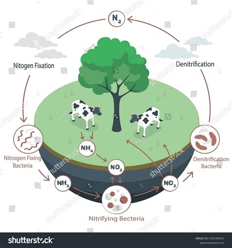 Nitrogen Cycle Vector Illustration Labeled Educational Stock Vector ...