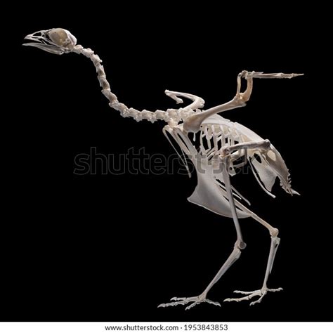 Turkey Skeleton Royalty-Free Images, Stock Photos & Pictures | Shutterstock