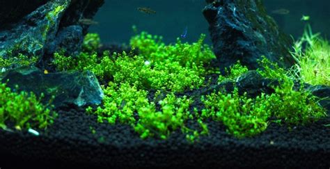 How To Start A Planted Tank (Guide For Beginners)