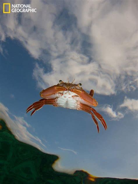 Flying Crab | National geographic, National geographic photos, Powerful ...