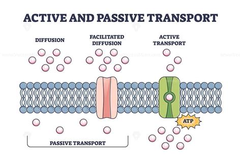 Active and passive transport as molecules ATP movement in outline diagram. Labeled educational ...