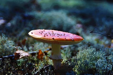 Premium Photo | Close-up of mushroom growing on field