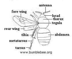 The Anatomy of the Honey Bumblebee