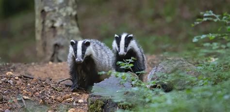 Badgers: Characteristics, Diet, Facts & More [Fact Sheet]