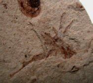 Fossils of Liaoning China