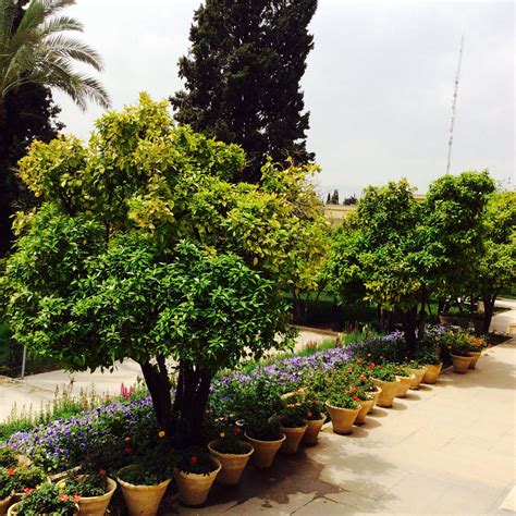 Persian Garden | Persian garden, Garden, Plants