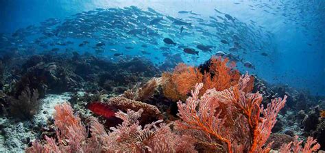 Diving conservation in Raja Ampat | Papua Paradise