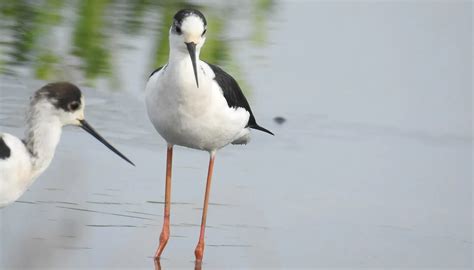 Fun Black Winged Stilt Facts For Kids | Kidadl