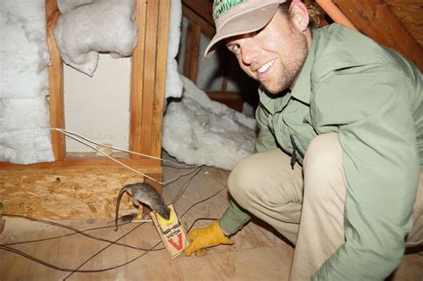 Rat Control – First Choice Wildlife Services