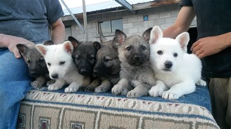 German Shepherd Puppies - Silver Mountain Shepherds