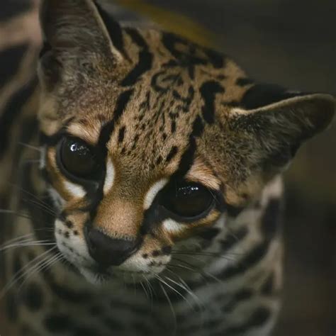 Margay - Facts, Diet, Habitat & Pictures on Animalia.bio