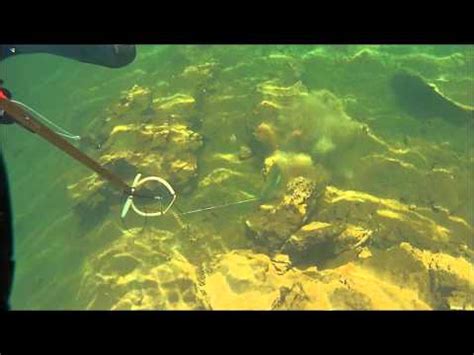 Las Vegas Spearfishing - YouTube