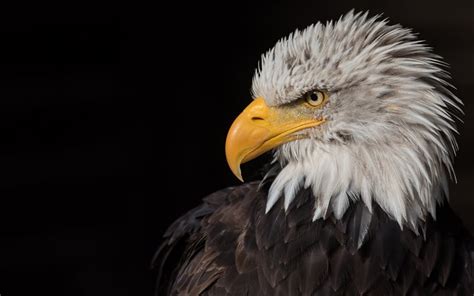 Download wallpapers bald eagle, predator, bird of prey, North America, eagle, symbol of the USA ...