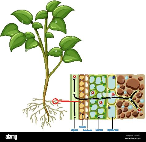 Diagram showing root cell of plant isolated on white background illustration Stock Vector Image ...