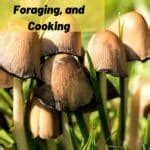 Inky Cap Mushrooms: Identification, Foraging, and Cooking - Mushroom ...