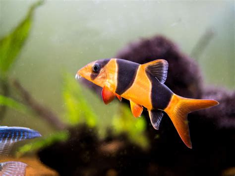 Clown Loach: The Complete Care And Breeding Guide - Fishkeepingfans.com