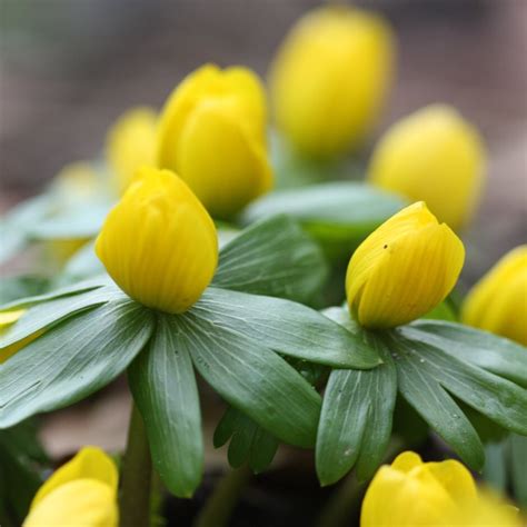 Buy winter aconite - in the green Eranthis hyemalis: £5.99 Delivery by Crocus