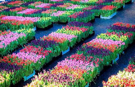 Journée nationale des tulipes 2025 à Hollande (Pays-Bas) - Rove.me