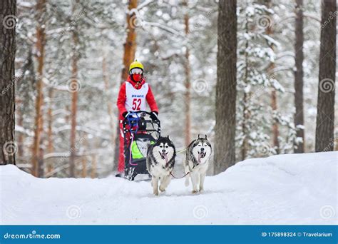Siberian Husky Sled Dog Racing Editorial Stock Image - Image of eyes ...