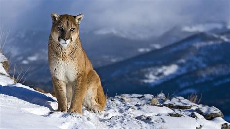 Pumas Wallpapers (75+ pictures) - WallpaperSet