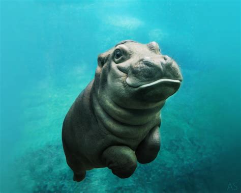 Hippopotame Fond d'écran HD | Arrière-Plan | 2560x2048 | ID:614559 - Wallpaper Abyss