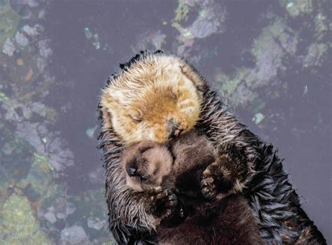 Otter Pup Falls Asleep on Top of Her Floating Mom | Filhote de lontra ...