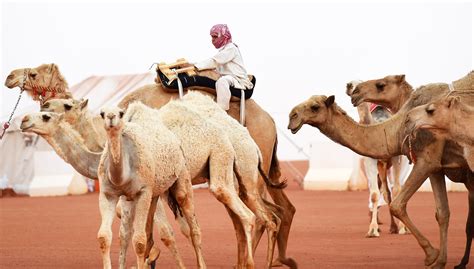 Inside Saudi Arabia’s ‘Miss Camel’ Beauty Pageant | Allure