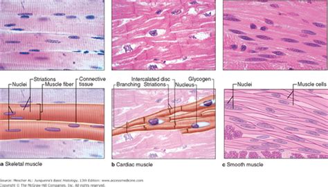 Smooth Muscle Under Microscope